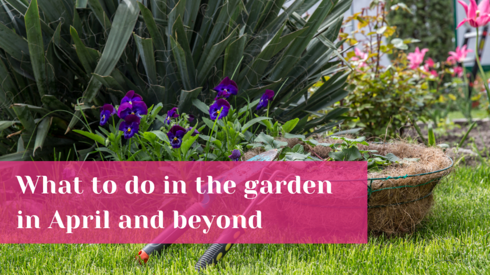 What to do in the garden now – April | Torwood Garden Centre